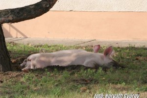 Img_16777.JPG